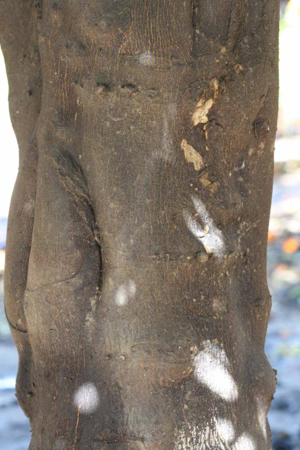              Bark (Laranja Cravo, Riverside, CA)       